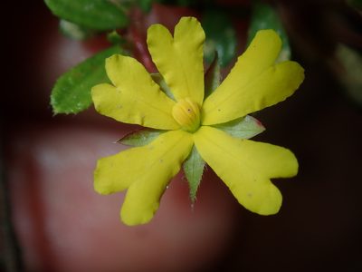 Hibbertia empetrifolia, photographed by Thomas Mesaglio
