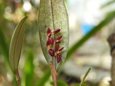 Trichosalpinx blaisdellii, photographed by Victor De la Cruz