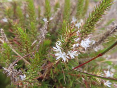 Merciera leptoloba, photographed by linkie
