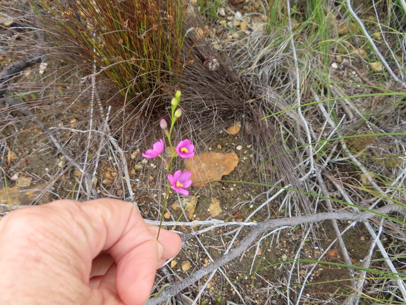 Ixia stricta, photographed by linkie