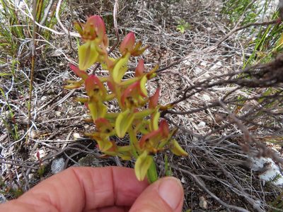 Ceratandra atrata, photographed by linkie