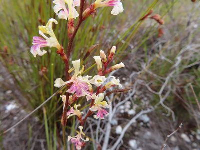 Tritoniopsis unguicularis, photographed by linkie