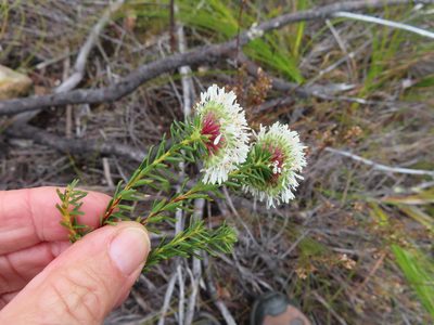 Agathosma bifida, photographed by linkie