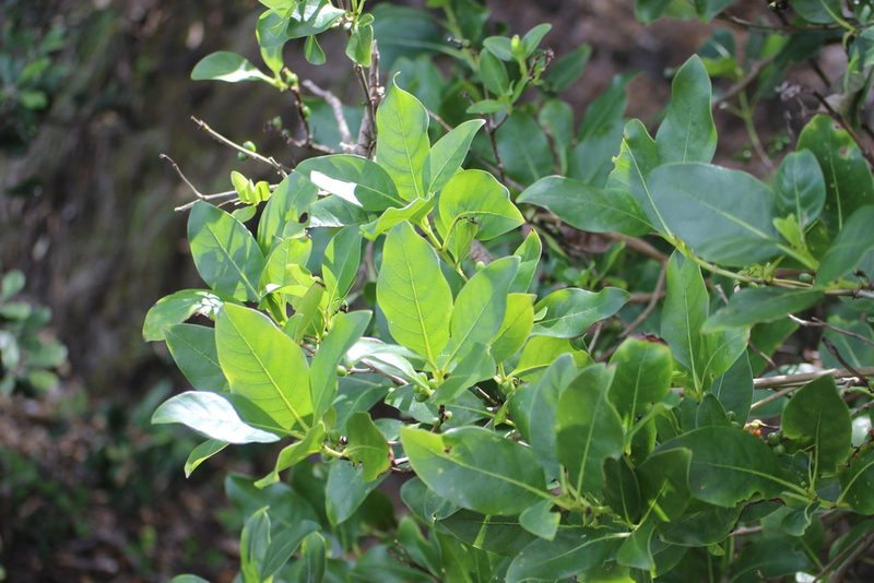 Coprosma macrocarpa, photographed by Joe Dillon