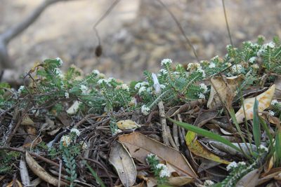 Pimelea urvilleana, photographed by Joe Dillon