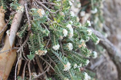 Pimelea urvilleana, photographed by Joe Dillon
