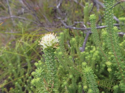 Campylostachys cernua, photographed by linkie