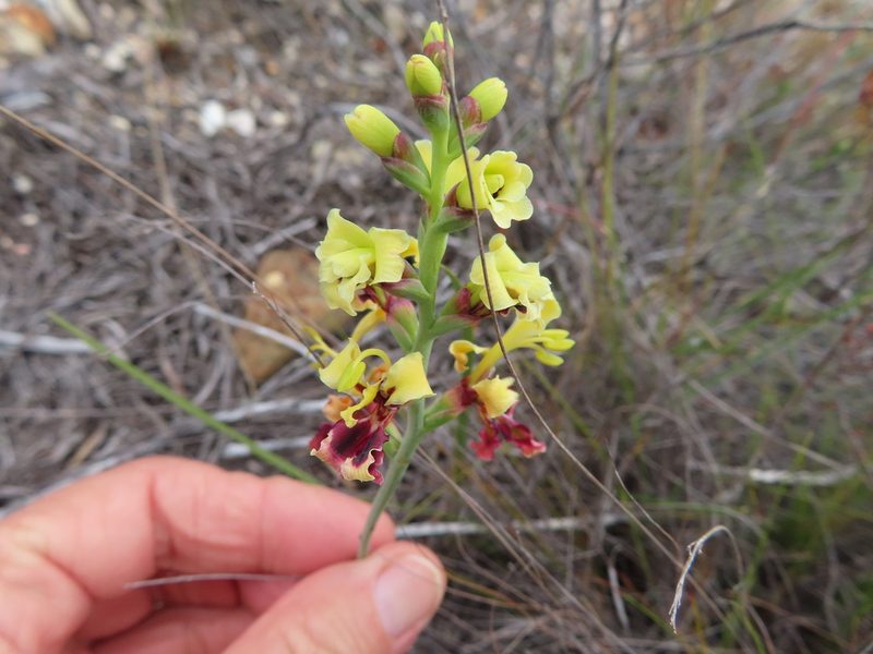 Tritoniopsis parviflora, photographed by linkie