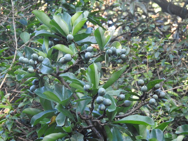 Fagraea ceilanica, photographed by Raja bandi
