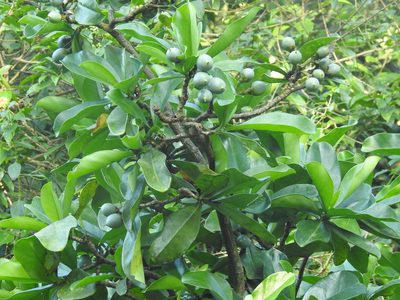 Fagraea ceilanica, photographed by Raja bandi