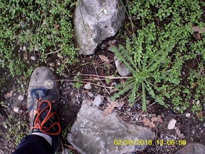 Taraxacum hybernum, photographed by Михаил Орлов