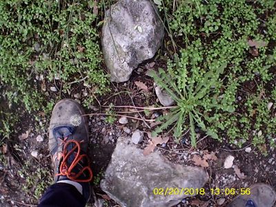 Taraxacum hybernum, photographed by Михаил Орлов