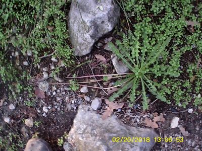Taraxacum hybernum, photographed by Михаил Орлов