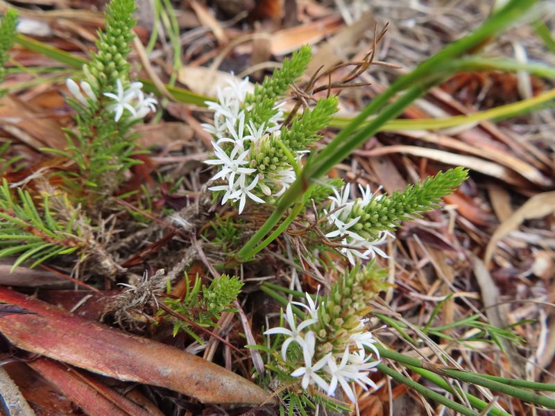 Merciera leptoloba, photographed by linkie