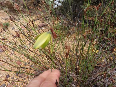 Albuca cooperi, photographed by linkie