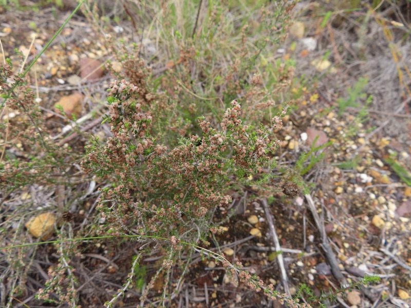 Erica puberuliflora, photographed by linkie