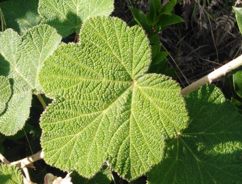 Rubus fairholmianus, photographed by Subhadra Devi