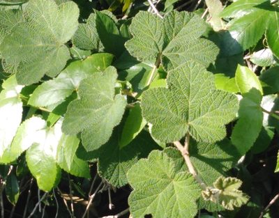 Rubus fairholmianus, photographed by Subhadra Devi