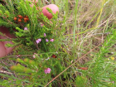 Erica quadrangularis, photographed by linkie
