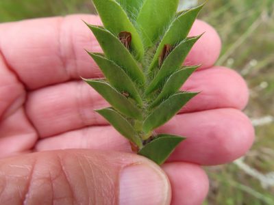 Psoralea imbricata, photographed by linkie
