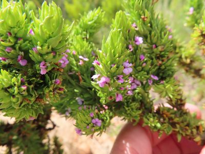 Muraltia alopecuroides, photographed by linkie