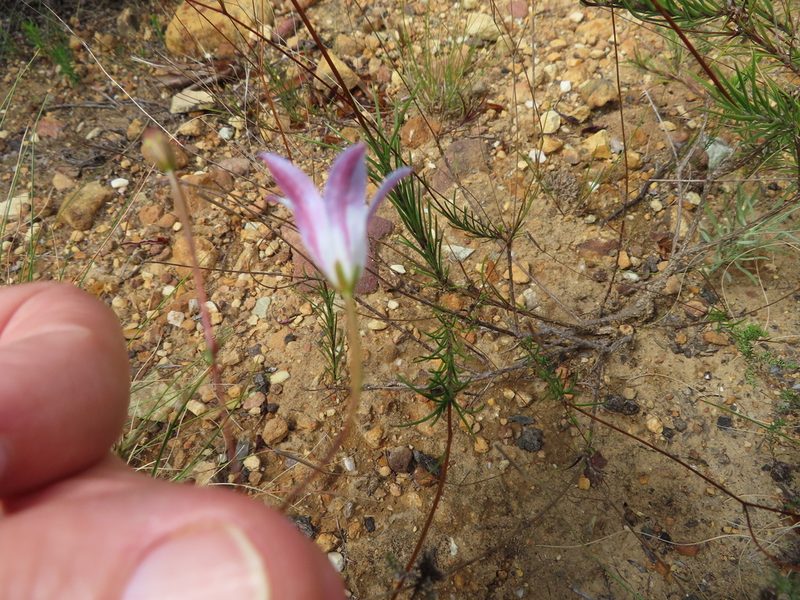 Prismatocarpus brevilobus, photographed by linkie