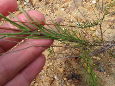 Prismatocarpus brevilobus, photographed by linkie
