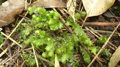 Achrophyllum dentatum, photographed by Andrew Thornhill