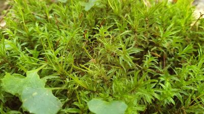 Atrichum androgynum, photographed by Andrew Thornhill
