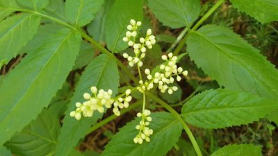 Sambucus gaudichaudiana, photographed by Andrew Thornhill