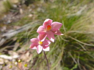 Thelymitra rubra, photographed by Kiri Bee