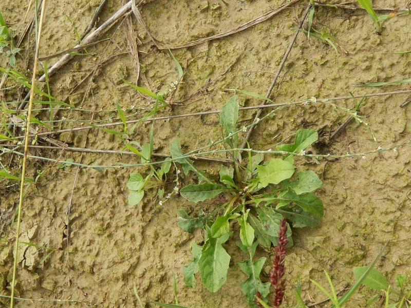 Polygonum rurivagum, photographed by Luca Fornasari
