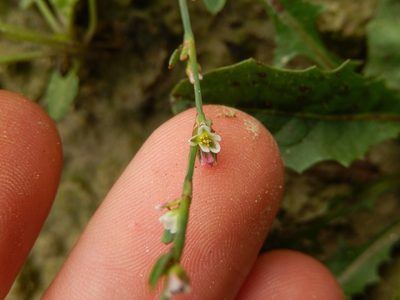 Polygonum rurivagum, photographed by Luca Fornasari