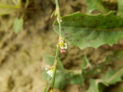 Polygonum rurivagum, photographed by Luca Fornasari
