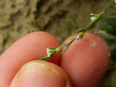 Polygonum rurivagum, photographed by Luca Fornasari