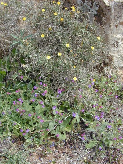 Echium pitardii, photographed by Felicia Seichter