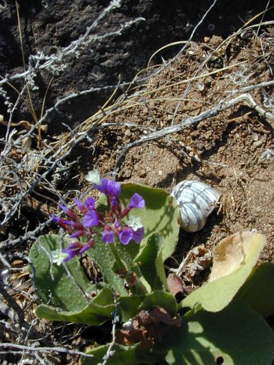 Limonium puberulum, photographed by Felicia Seichter