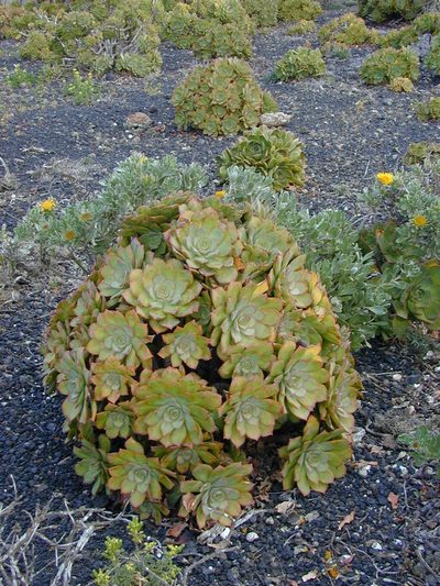 Aeonium lancerottense, photographed by Felicia Seichter