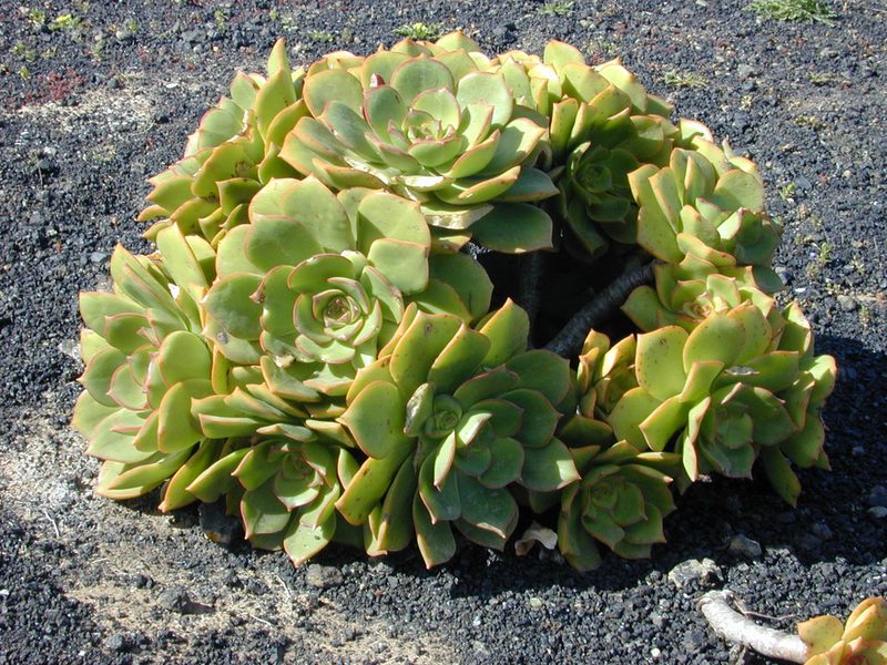 Aeonium lancerottense, photographed by Felicia Seichter