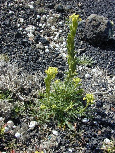 Reseda lancerotae, photographed by Felicia Seichter