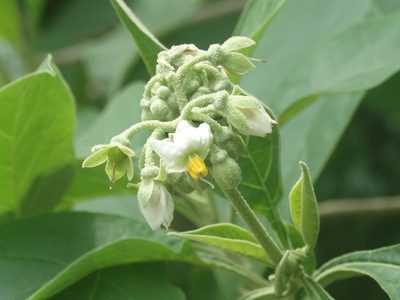 Solanum hazenii, photographed by Francisco Farriols Sarabia