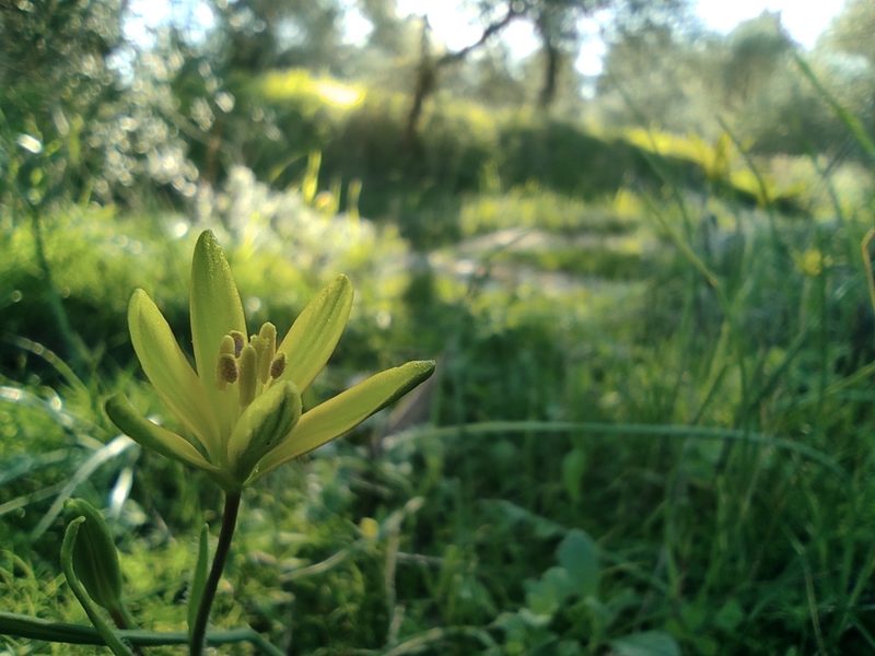 Gagea chlorantha, photographed by Aryeh