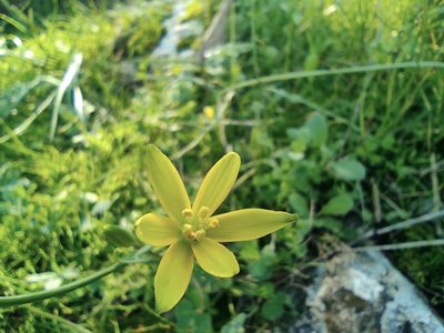 Gagea chlorantha, photographed by Aryeh