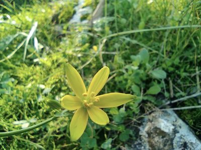 Gagea chlorantha, photographed by Aryeh