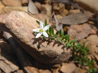 Rhytidosporum procumbens, photographed by Kiri Bee