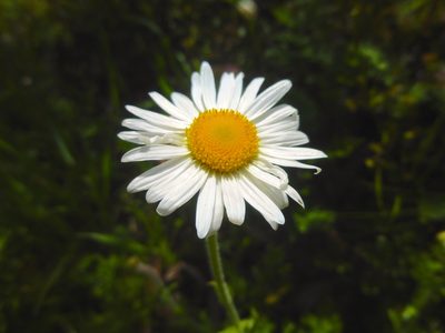 Brachyscome diversifolia, photographed by Kiri Bee