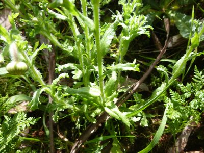 Brachyscome diversifolia, photographed by Kiri Bee