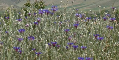 Centaurea depressa, photographed by Jean-Paul Boerekamps