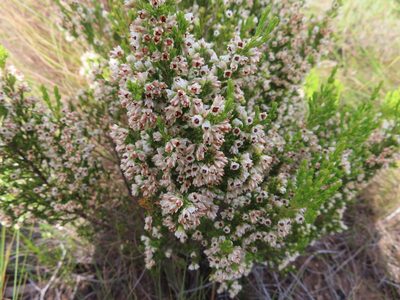 Erica calycina, photographed by linkie