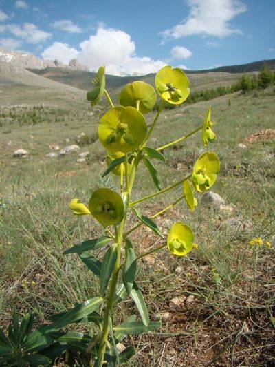 Euphorbia kotschyana, photographed by Jean-Paul Boerekamps